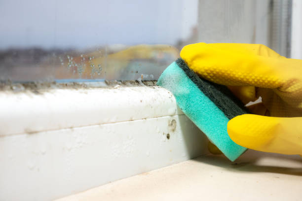 Best Mold Remediation for Healthcare Facilities  in Shadeland, IN